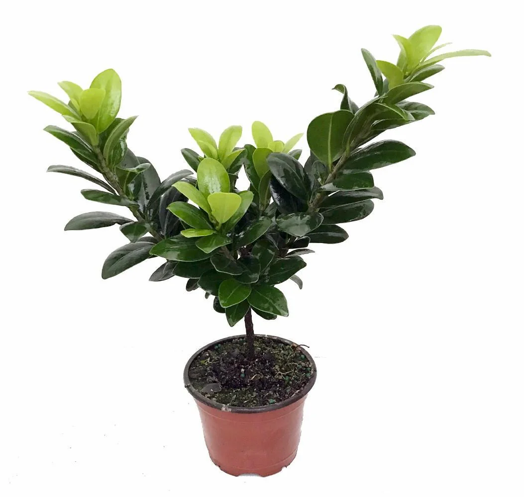 Green Island Weeping Fig Tree - Ficus Live Plant - 4 inch Pot - Indoor - Image 1