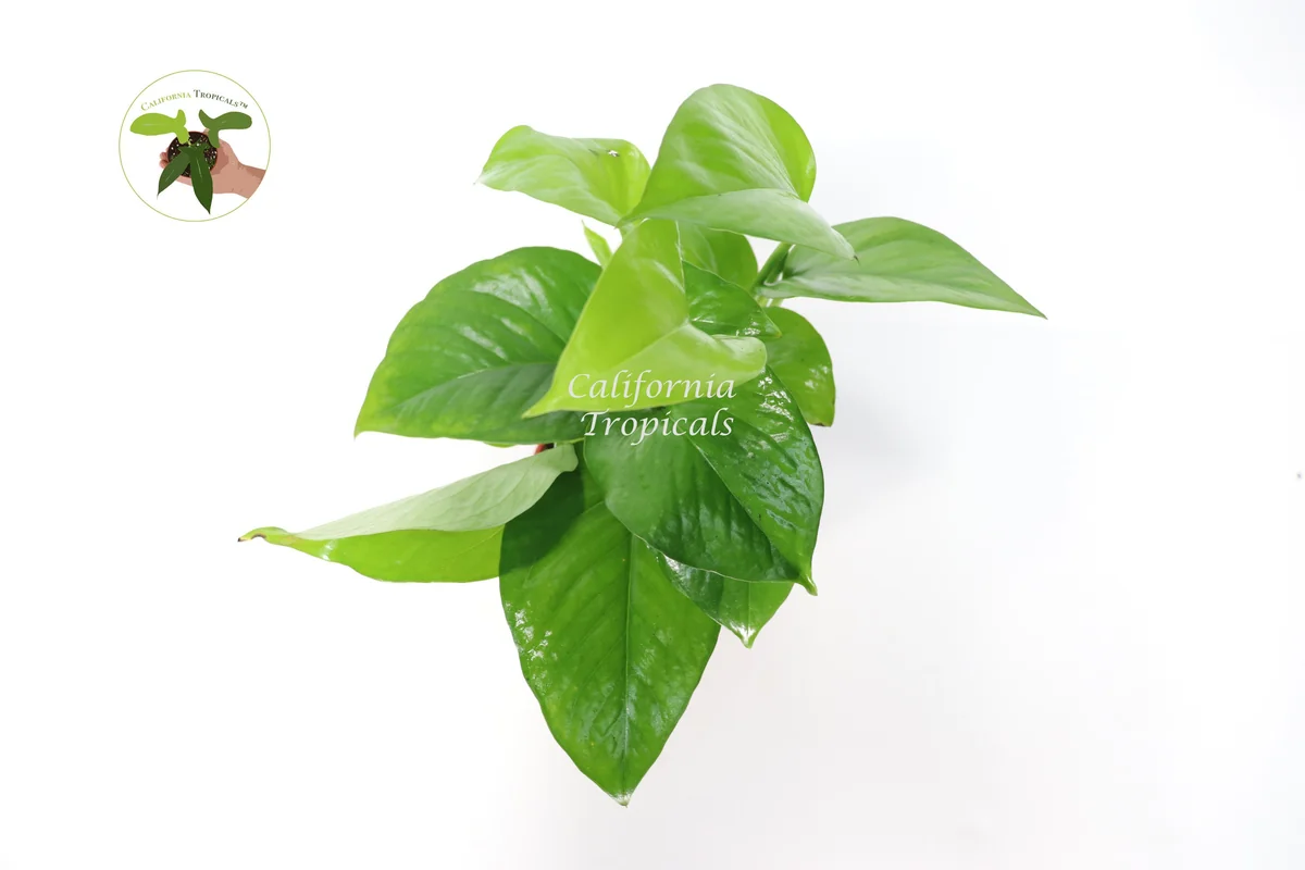 Green Jade Pothos Live Plant – 4 inch Pot – Indoor Houseplant - Image 2
