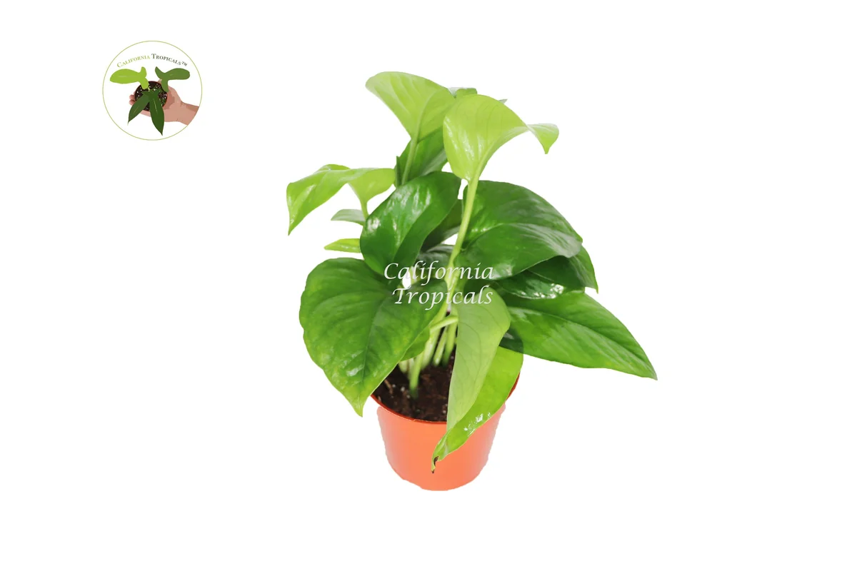 Green Jade Pothos Live Plant – 4 inch Pot – Indoor Houseplant - Image 1