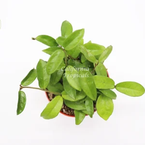 Green Jade Wax Plant Hoya Carnosa Live Plant – 6 inch Potted Indoor Foliage - Image 2