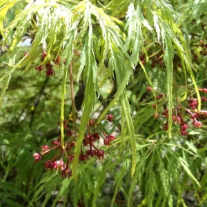 Green Japanese Maple Live Plant 6-12 Inches Tall - Acer Palmatum Atropurpureum Outdoor - Image 3