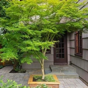 Green Japanese Maple Live Plant – Golden Fall Color, 1 Gallon Pot, Outdoor Tree - Image 4