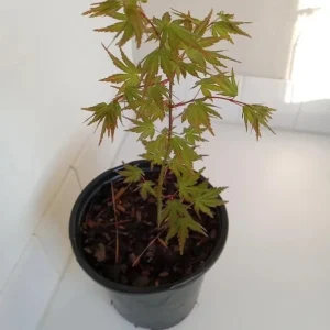 Green Japanese Maple Live Plant – Golden Fall Color, 1 Gallon Pot, Outdoor Tree - Image 5