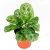 Green Maranta 'Kerchoveana' Live Plant - 4 inch Potted Prayer Plant Indoor - Image 1