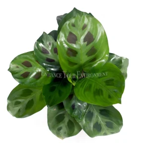 Green Maranta 'Kerchoveana' Live Plant - 4 inch Potted Prayer Plant Indoor - Image 2