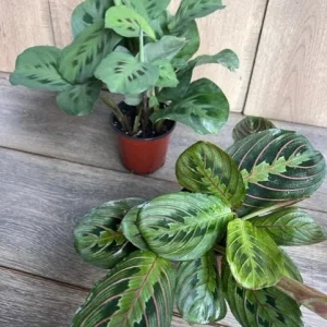 Green Maranta Prayer Plant – Live Indoor Plant – 4