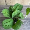 Green Maranta Prayer Plant – Live Indoor Plant – 4" Pot - Image 1
