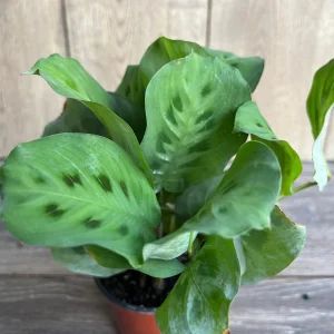 Green Maranta Prayer Plant – Live Indoor Plant – 4