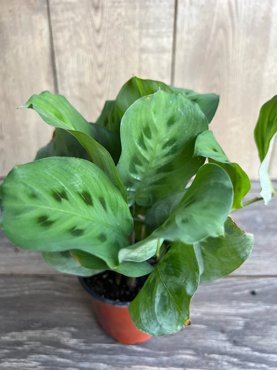 Green Maranta Prayer Plant – Live Indoor Plant – 4" Pot - Image 2