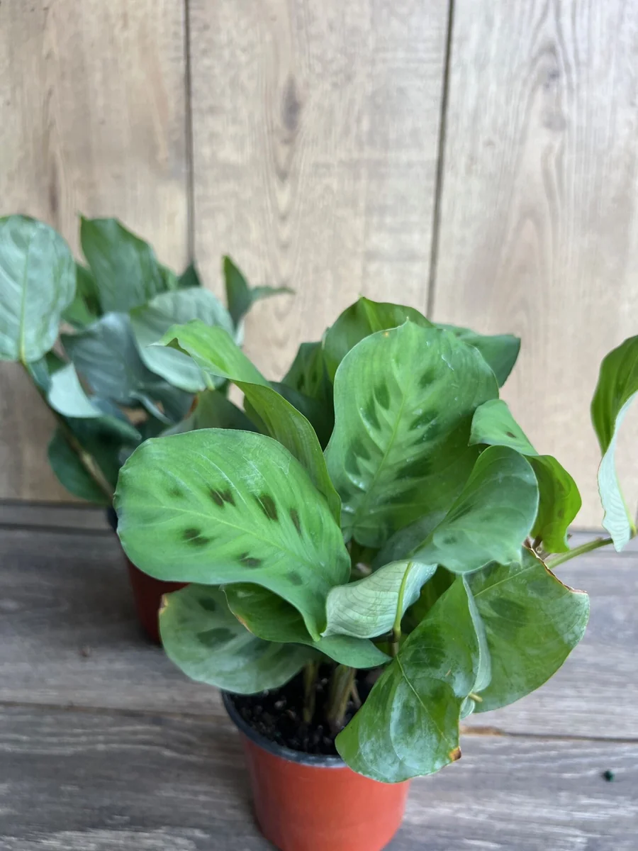 Green Maranta Prayer Plant – Live Indoor Plant – 4" Pot - Image 3