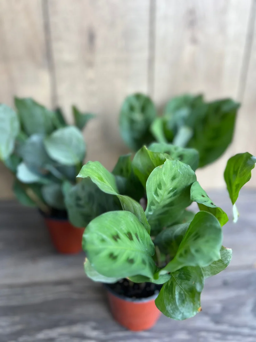 Green Maranta Prayer Plant – Live Indoor Plant – 4" Pot - Image 4