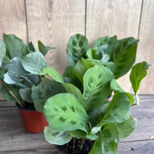 Green Maranta Prayer Plant – Live Indoor Plant – 4