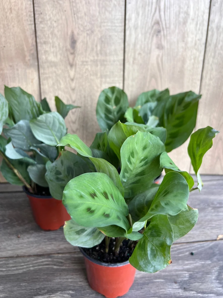 Green Maranta Prayer Plant – Live Indoor Plant – 4" Pot - Image 5