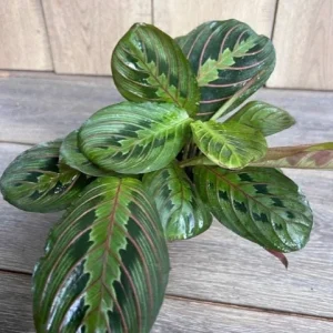 Green Maranta Prayer Plant – Live Indoor Plant – 4