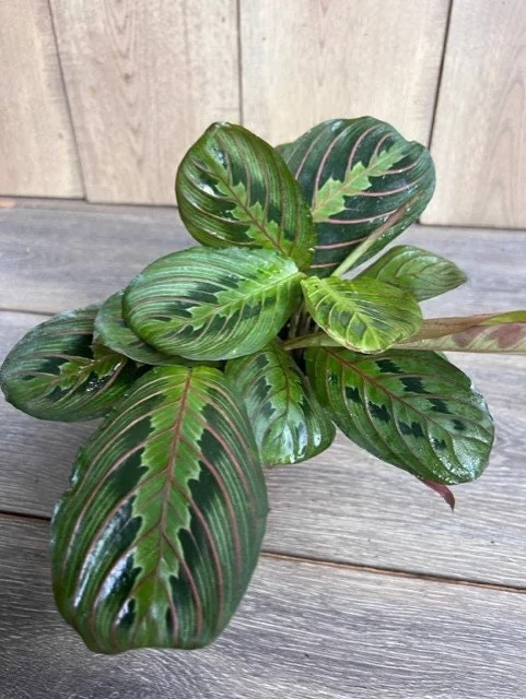 Green Maranta Prayer Plant – Live Indoor Plant – 4" Pot - Image 6