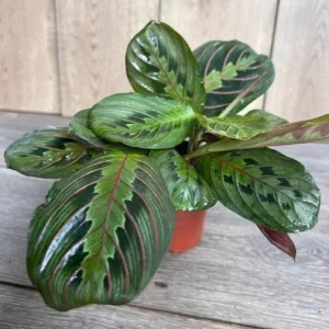 Green Maranta Prayer Plant – Live Indoor Plant – 4