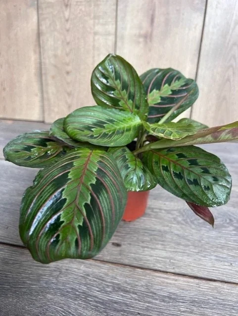 Green Maranta Prayer Plant – Live Indoor Plant – 4" Pot - Image 7