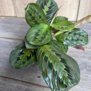 Green Maranta Prayer Plant – Live Indoor Plant – 4