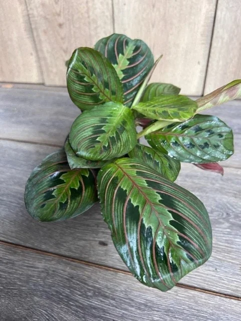 Green Maranta Prayer Plant – Live Indoor Plant – 4" Pot - Image 8