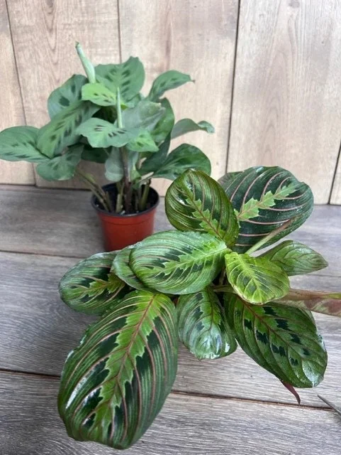Green Maranta Prayer Plant – Live Indoor Plant – 4" Pot - Image 9