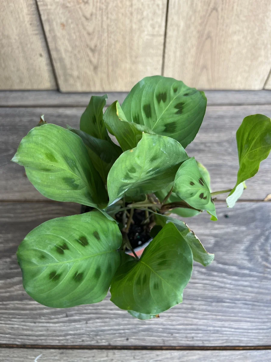 Green Maranta Prayer Plant – Live Indoor Plant – 4" Pot - Image 1