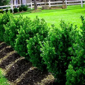 Green Mountain Boxwood Live Plant - 12+ Inches, Outdoor Shrub - Image 2
