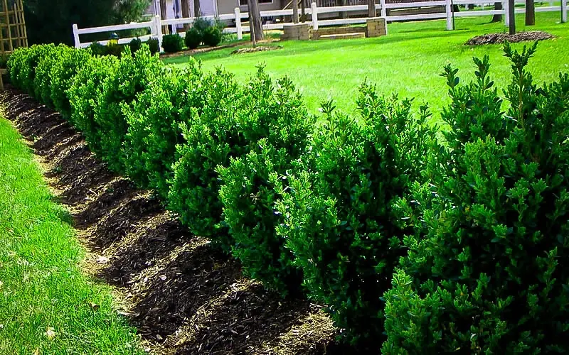 Green Mountain Boxwood Live Plant - 12+ Inches, Outdoor Shrub - Image 1