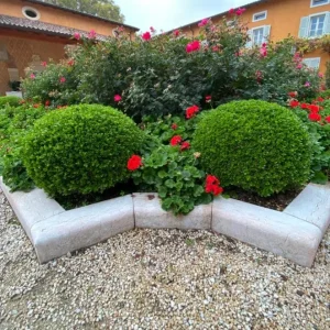 Green Mountain Boxwood Live Plant – Cold-Hardy Evergreen Shrub – Quart Pot, 6-12 inches - Image 4