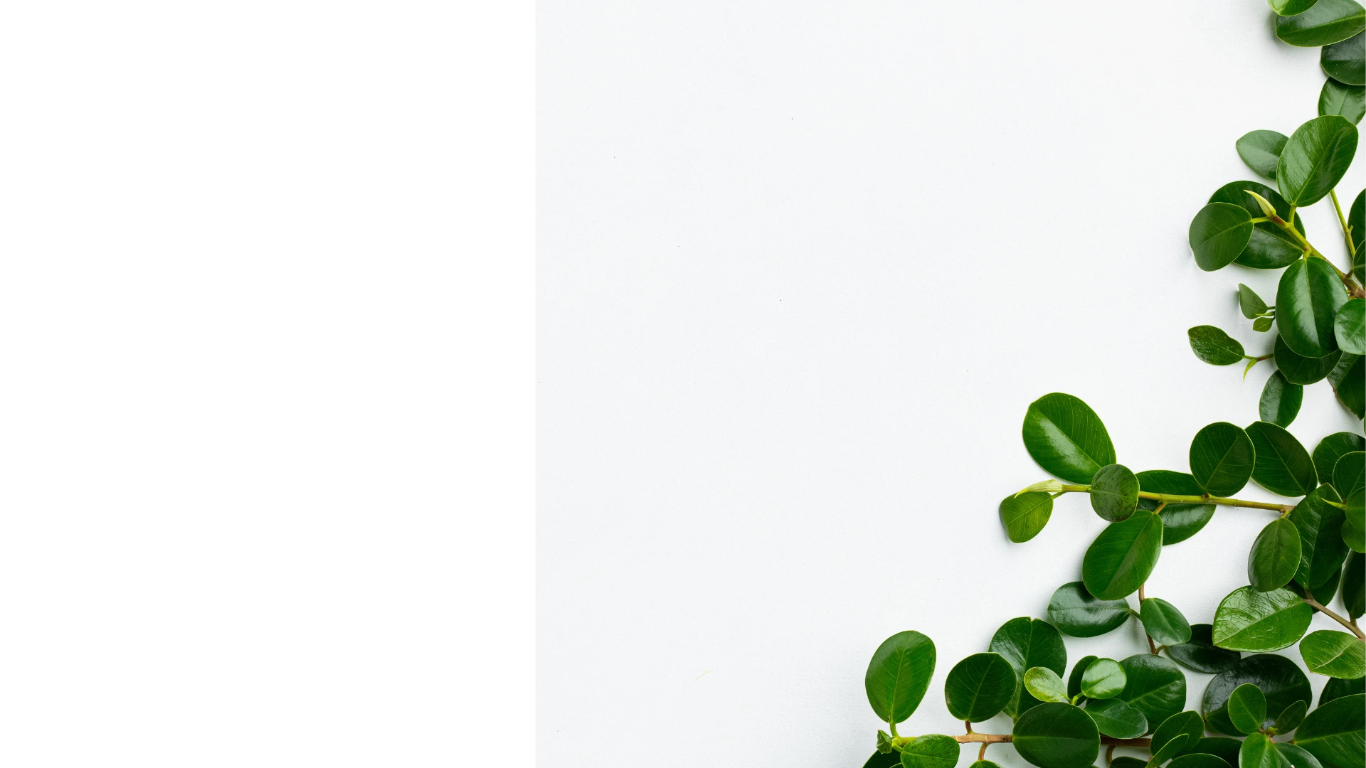 green-plant-background