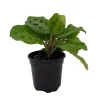 Green Prayer Plant Live - 4" Pot Maranta - Indoor Houseplant - Image 1