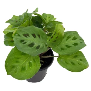 Green Prayer Plant Live - 4