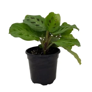 Green Prayer Plant Live - 4" Pot Maranta - Indoor Houseplant - Image 1