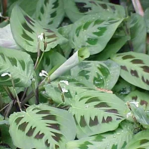 Green Prayer Plant Live Plant - Maranta - 2 Pack 3
