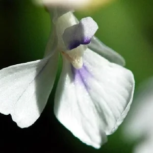 Green Prayer Plant Live Plant - Maranta - 2 Pack 3