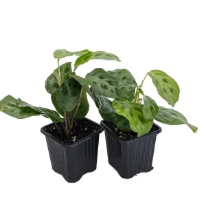 Green Prayer Plant Live Plant - Maranta - 2 Pack 3