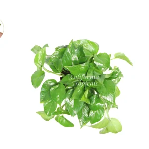 Green Queen Pothos Live Plant – 6 inch Potted Houseplant – Indoor Foliage - Image 2