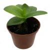 Green Squill Live Plant - Ledebouria pauciflora - 2.5" Pot - Easy Care Houseplant - Image 1