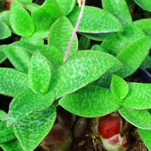 Green Squill Live Plant - Ledebouria pauciflora - 2.5