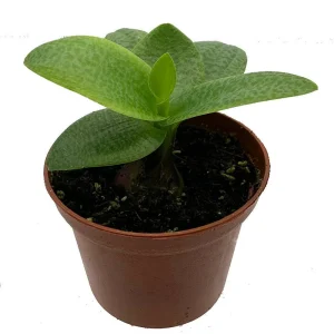 Green Squill Live Plant - Ledebouria pauciflora - 2.5