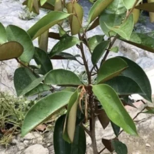 Green Star Apple Caimito Fruit Tree Live Plant - Chrysophyllum Cainito 24