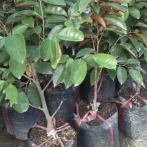 Green Star Apple Caimito Fruit Tree Live Plant - Chrysophyllum Cainito 24