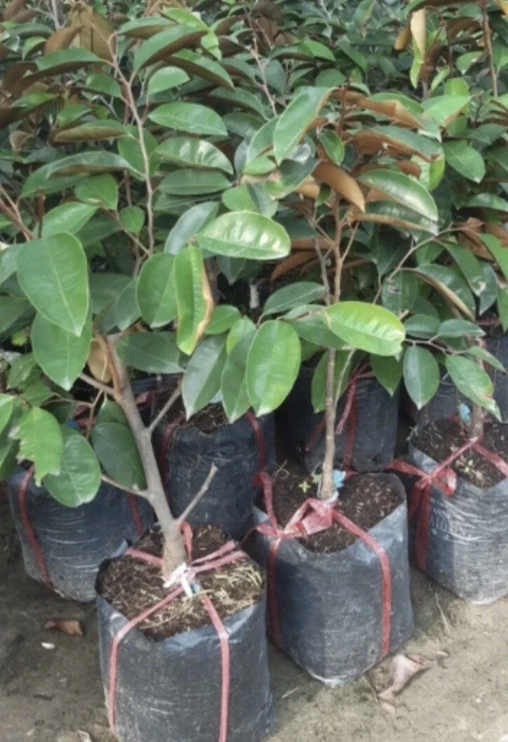 Green Star Apple Caimito Fruit Tree Live Plant - Chrysophyllum Cainito 24" Tall - Image 6