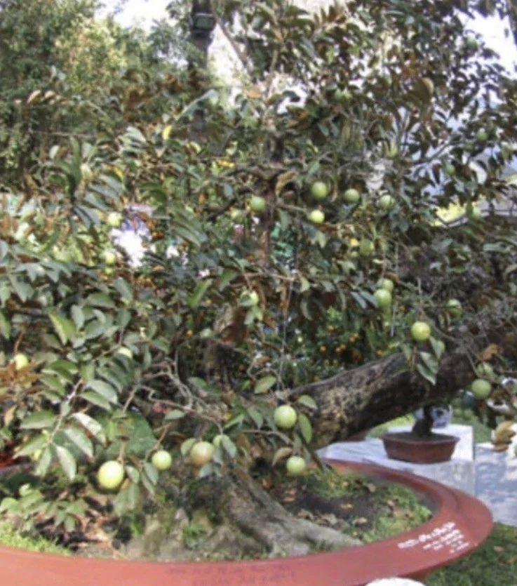 Green Star Apple Caimito Fruit Tree Live Plant - Chrysophyllum Cainito 24" Tall - Image 7