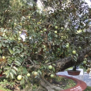 Green Star Apple Caimito Fruit Tree Live Plant - Chrysophyllum Cainito 24