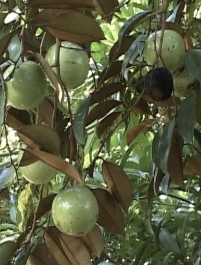 Green Star Apple Caimito Fruit Tree Live Plant - Chrysophyllum Cainito 24" Tall - Image 8