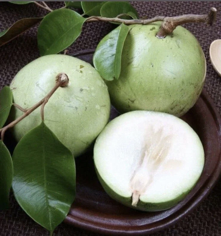 Green Star Apple Caimito Fruit Tree Live Plant - Chrysophyllum Cainito 24" Tall - Image 1