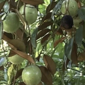 Green Star Apple Live Plant - Caimito Chrysophyllum Cainito Fruit Tree 24” Tall - Image 8