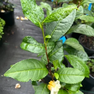 Green Tea Live Plant (Camellia sinensis) - 2 Feet Tall, Potted - Image 1