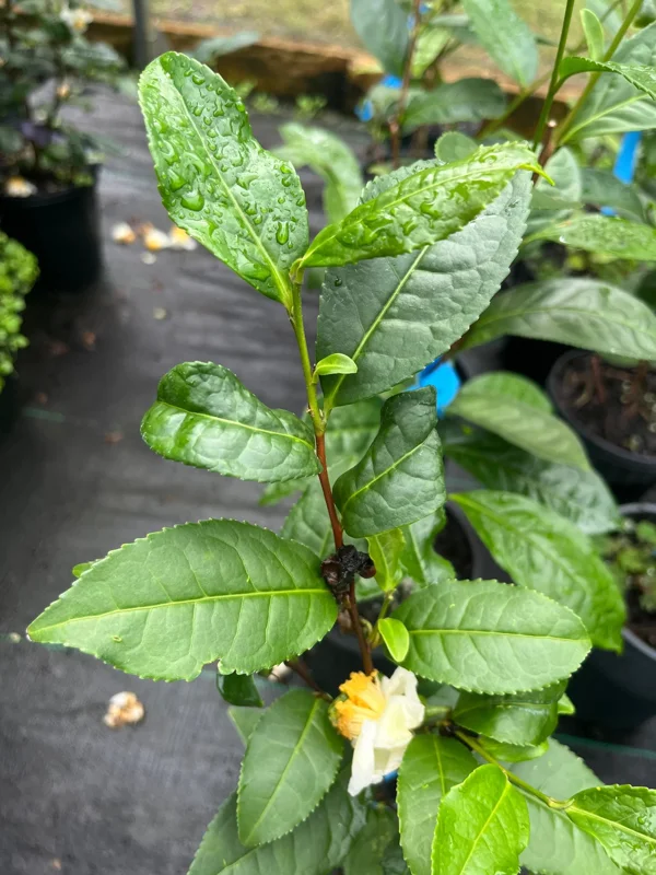 Green Tea Live Plant (Camellia sinensis) - 2 Feet Tall, Potted - Image 1