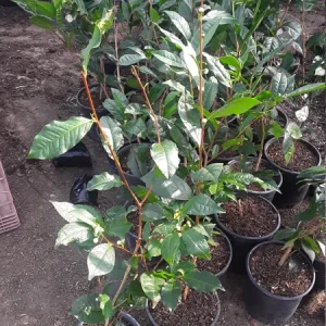 Green Tea Plant (Camellia Sinensis) Live Plant – 1-2 ft Tall in 6